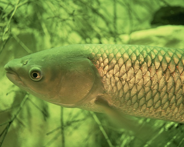 algues_carpa