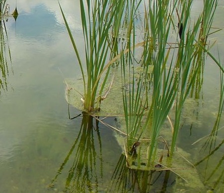 algues_plantes aquatiques_003